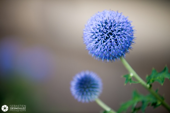 Chardons au Festival des jardins 2017 de Chaumont-sur-Loire  - Photo : © Sebastien Desnoulez photographe