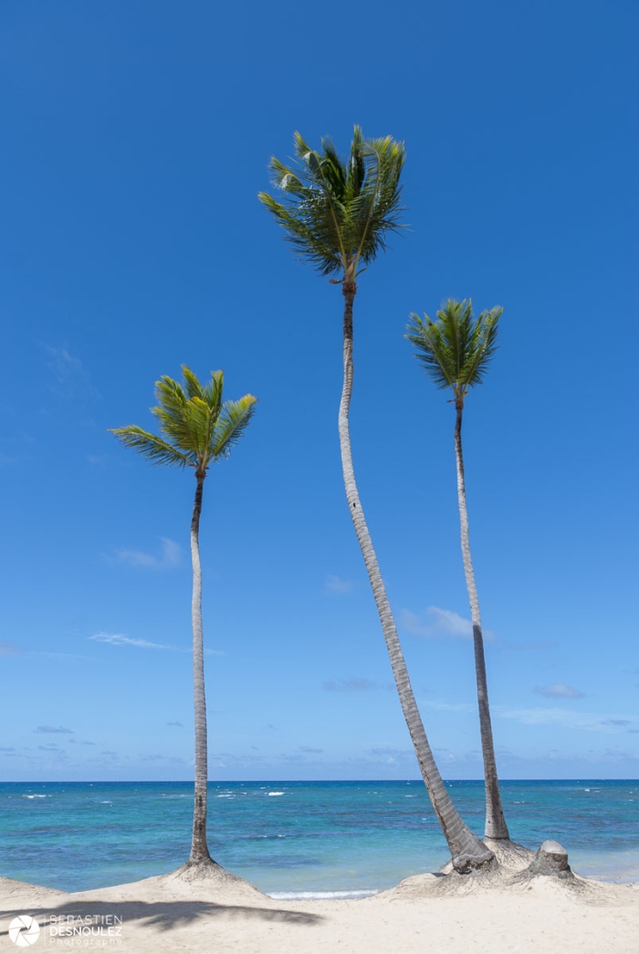 Côte Des Cocotiers, Punta Cana, République Dominicaine   Photo : © Sebastien Desnoulez Photographe Paysagiste