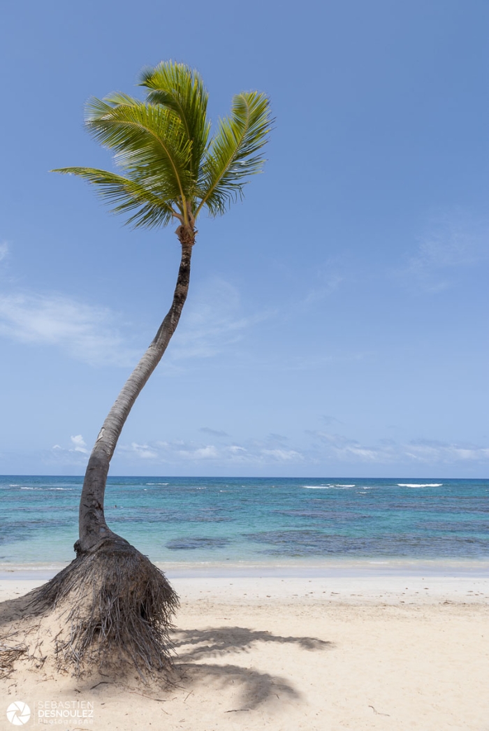 Côte Des Cocotiers, Punta Cana, République Dominicaine   Photo : © Sebastien Desnoulez Photographe Paysagiste