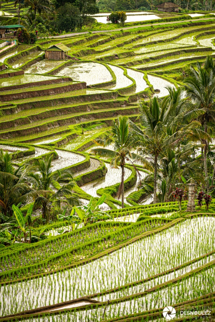 Dans les rizières autour d'Ubud, Bali - Photo : © Sebastien Desnoulez Photographe auteur