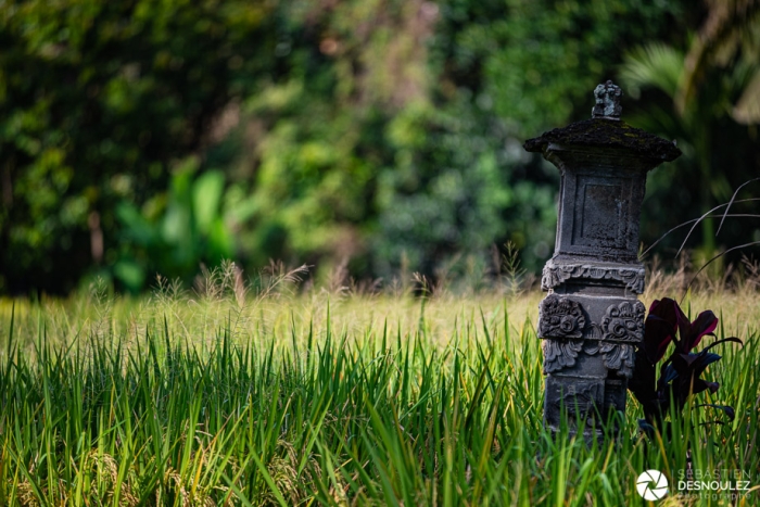 Dans les rizières autour d'Ubud, Bali - Photo : © Sebastien Desnoulez Photographe auteur