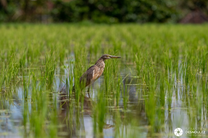 Dans les rizières autour d'Ubud, Bali - Photo : © Sebastien Desnoulez Photographe auteur