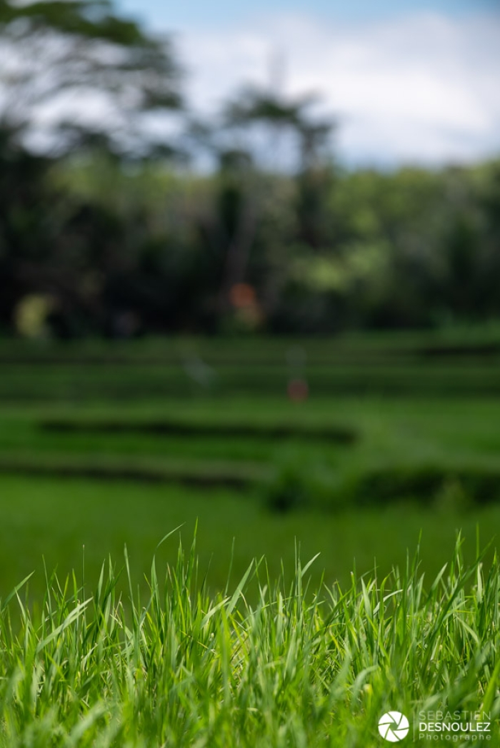 Dans les rizières autour d'Ubud, Bali - Photo : © Sebastien Desnoulez Photographe auteur