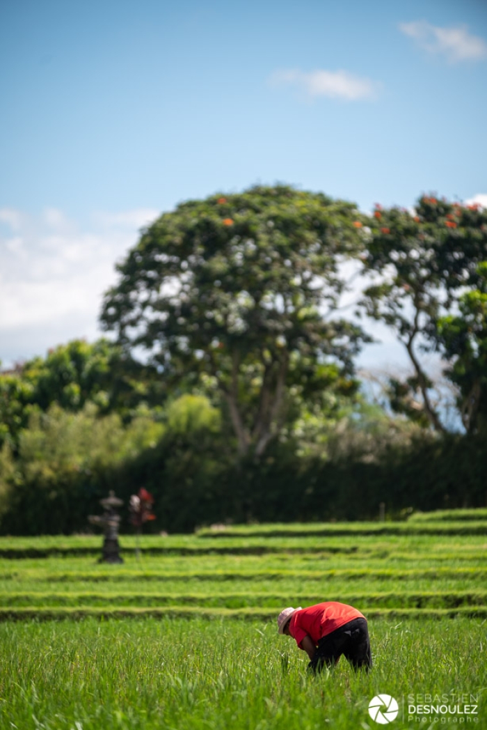 Dans les rizières autour d'Ubud, Bali - Photo : © Sebastien Desnoulez Photographe auteur