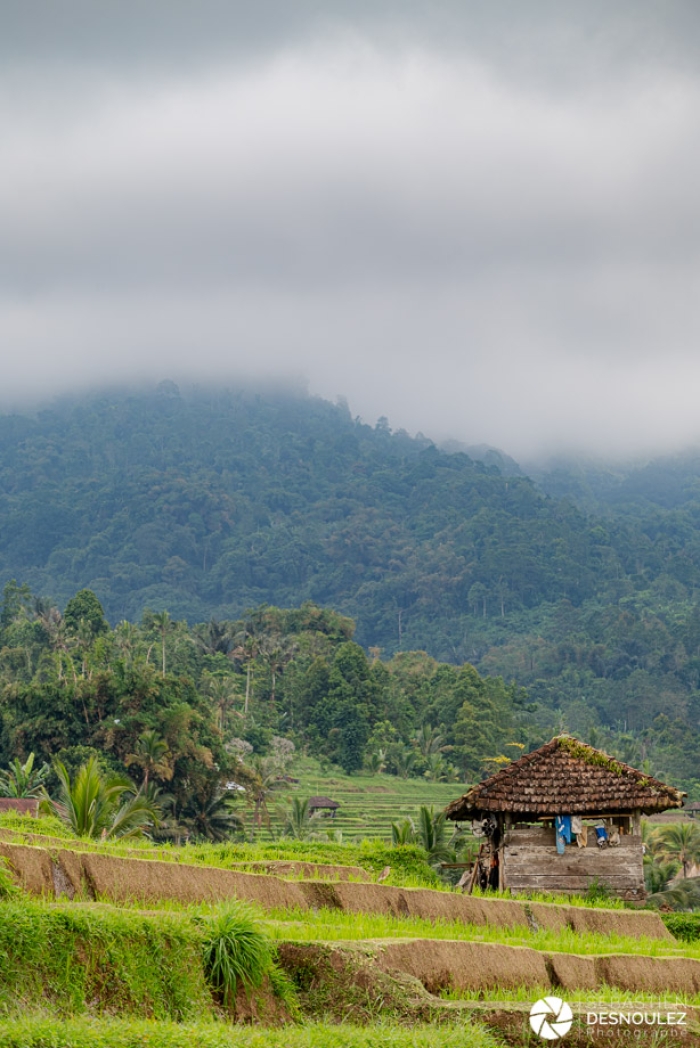 Dans les rizières autour d'Ubud, Bali - Photo : © Sebastien Desnoulez Photographe auteur