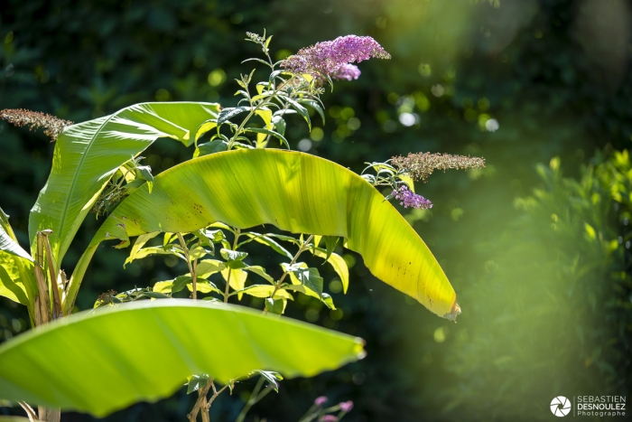 Festival des jardins 2020 de Chaumont-sur-Loire  - Photo : © Sebastien Desnoulez photographe d'ambiances et de paysage