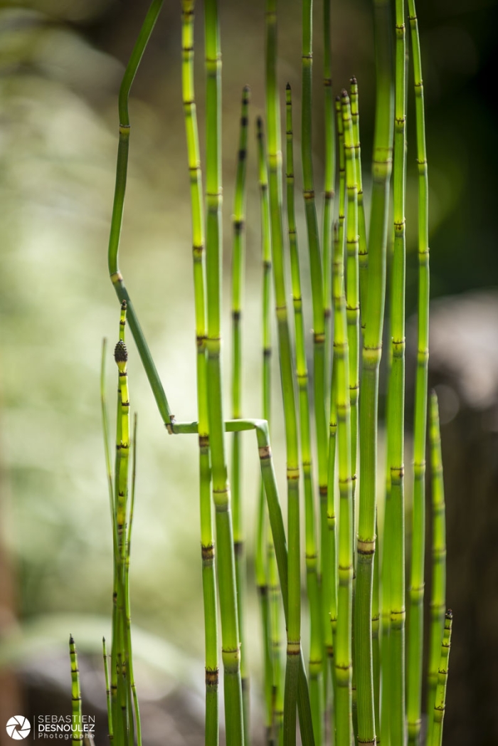 Festival des jardins 2020 de Chaumont-sur-Loire  - Photo : © Sebastien Desnoulez photographe d'ambiances et de paysage