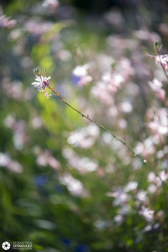 Festival des jardins 2020 de Chaumont-sur-Loire  - Photo : © Sebastien Desnoulez photographe d'ambiances et de paysage