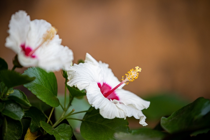 Hibiscus à Hoi An au Vietnam - Photo : © Sebastien Desnoulez Photographe Auteur