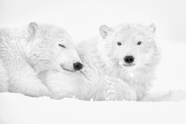 Arctic Emotion - Photo : © Kyriakos Kaziras