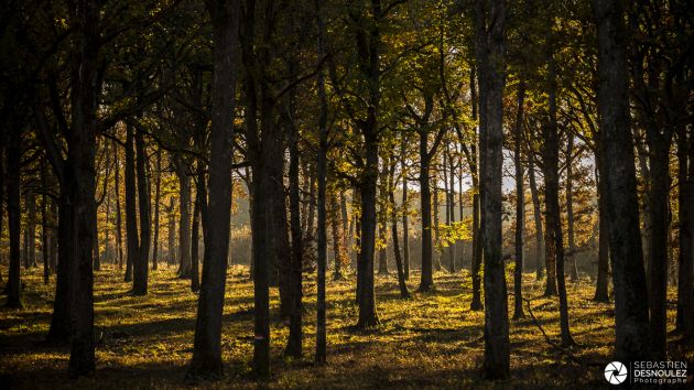 Couleurs d'automne en forêt - Photo : © Sebastien Desnoulez Photographe auteur