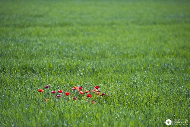 Coquelicots dans un champ de blé - Photo : Sebastien Desnoulez photographe d'ambiances et de paysage