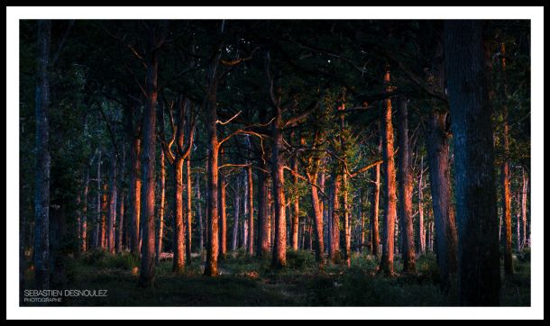 Embrasement des troncs d'une forêt par le soleil couchant - Photo : Sebastien Desnoulez photographe d'ambiances et de paysage