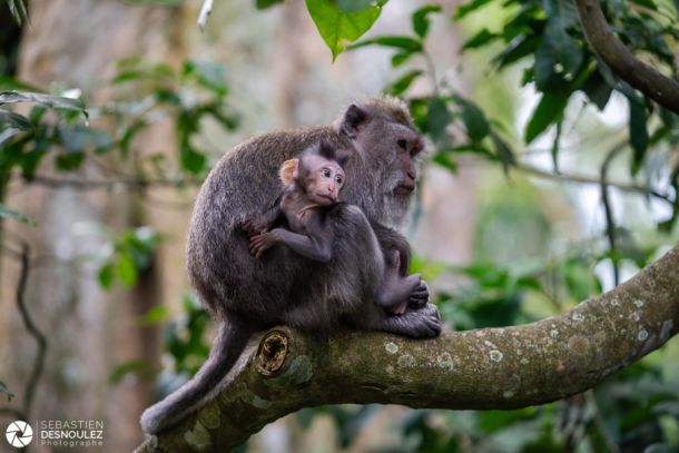 Ubud Monkey Forest, Bali - Photo © Sebastien Desnoulez Photographe auteur
