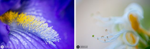 Photos de pistils de fleurs d iris et de chèvrefeuille photographiés en macro par Sebastien Desnoulez