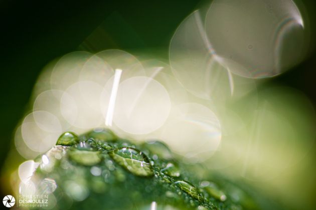 Gouttes d eau en contre jour Photo Sebastien Desnoulez Photographe Auteur C