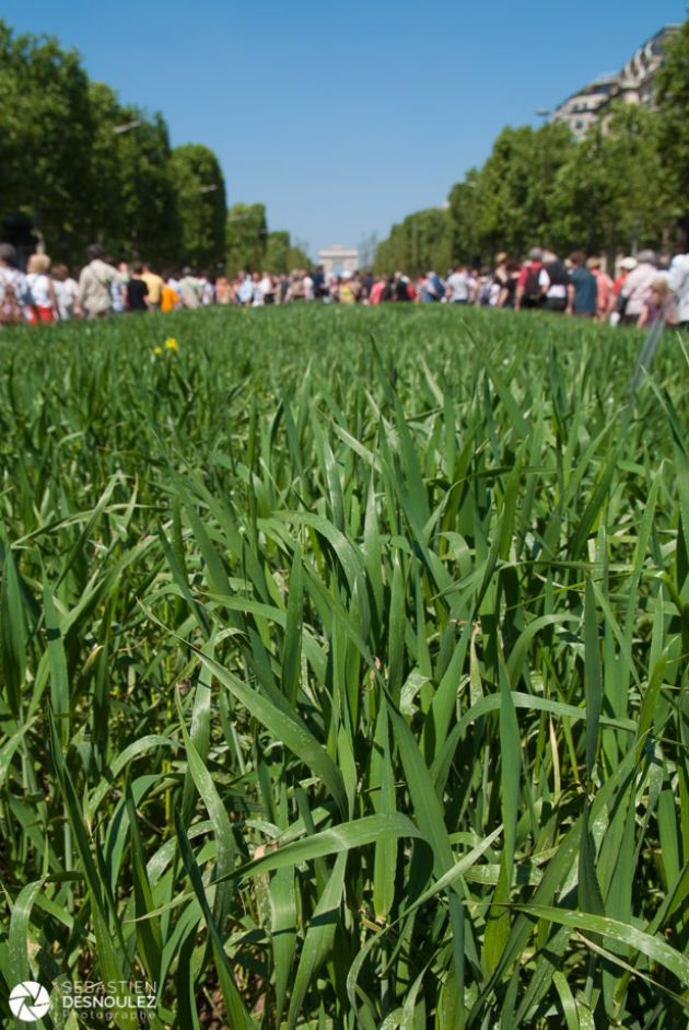 Végétalisation des Champs-Elysées - Installation Nature Capitale - mai 2010 - photo : © Sebastien Desnoulez Photographe