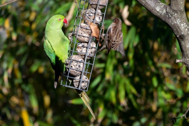 Perruche à collier (Psittacula krameri) en Ile de France - Photo : © Sebastien Desnoulez Photographe Auteur