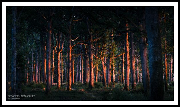 Embrasement des troncs d'une forêt par le soleil couchant - Photo : Sebastien Desnoulez photographe d'ambiances et de paysage