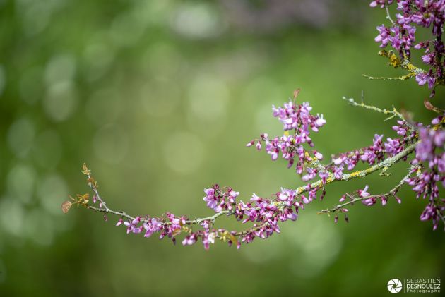 Arbre en fleurs au printemps - Photo : © Sebastien Desnoulez photographe d'ambiances et de paysage