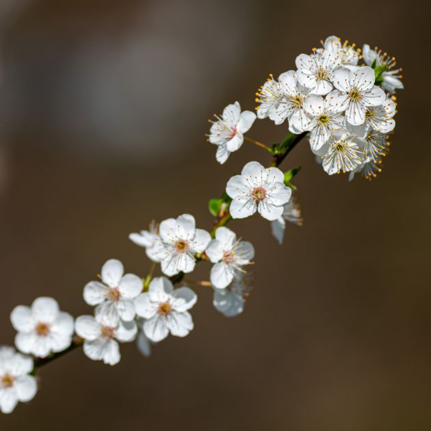 Branche fleurie au printemps - Photo : © Sebastien Desnoulez photographe d'ambiances et de paysage